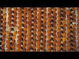 The Duke of Burgundy clip - Moth montage
