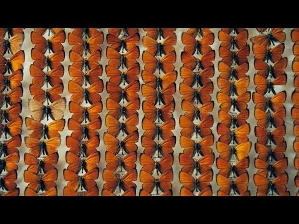 The Duke of Burgundy clip - Moth montage