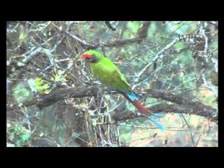 Conservation of the Yungas Forests - Argentina