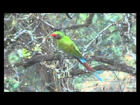 Conservation of the Yungas Forests - Argentina