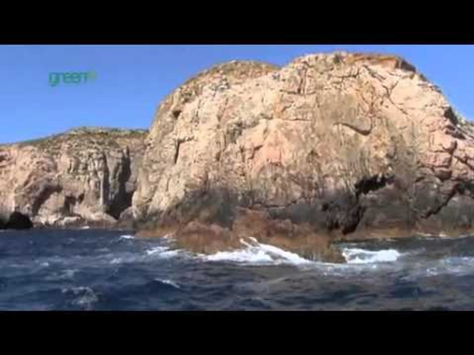 Maria Island Marine Reserve - Ile des Phoques
