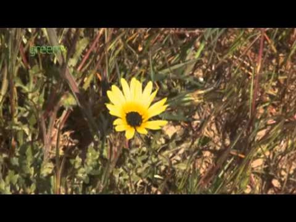 Introducing The Great Plant Hunt!