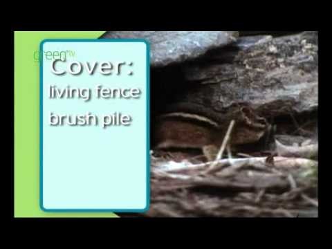 Certified Wildlife Habitats - Shelter