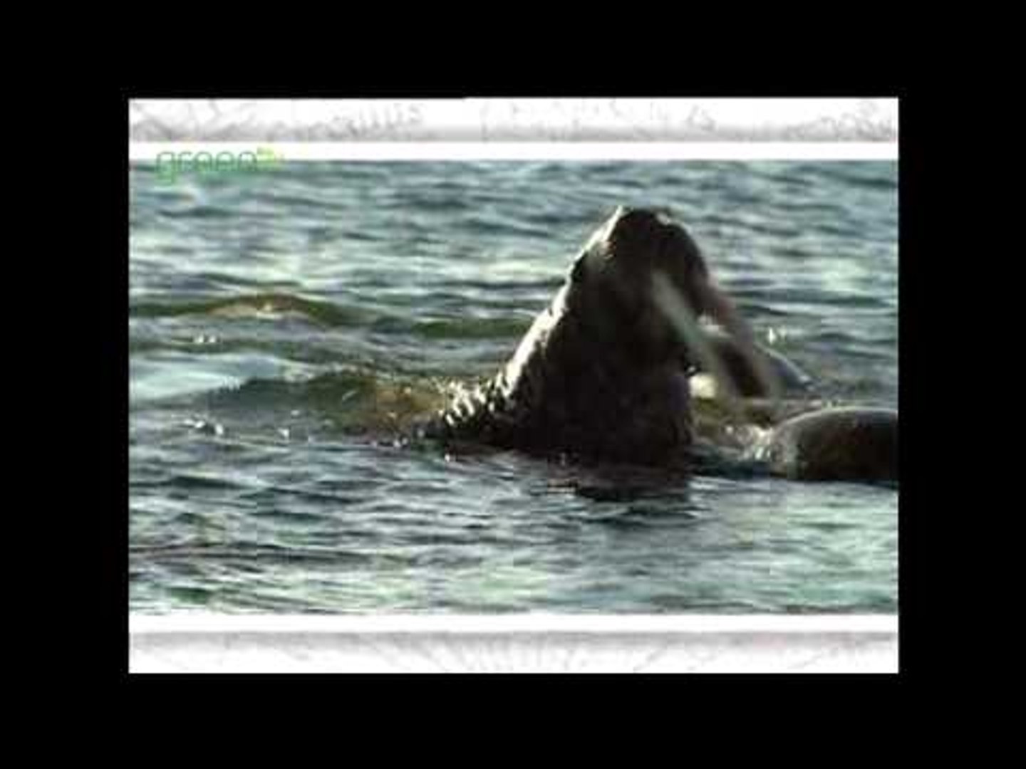 Climate Trackers - Orang-utan, Walrus, Roe Deer