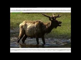 Climate Trackers - Wapiti, Common Redstart