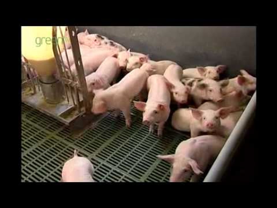 From farm to fork