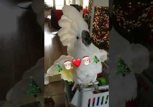 Harley the Cockatoo Celebrates Christmas by Screaming into a Cup