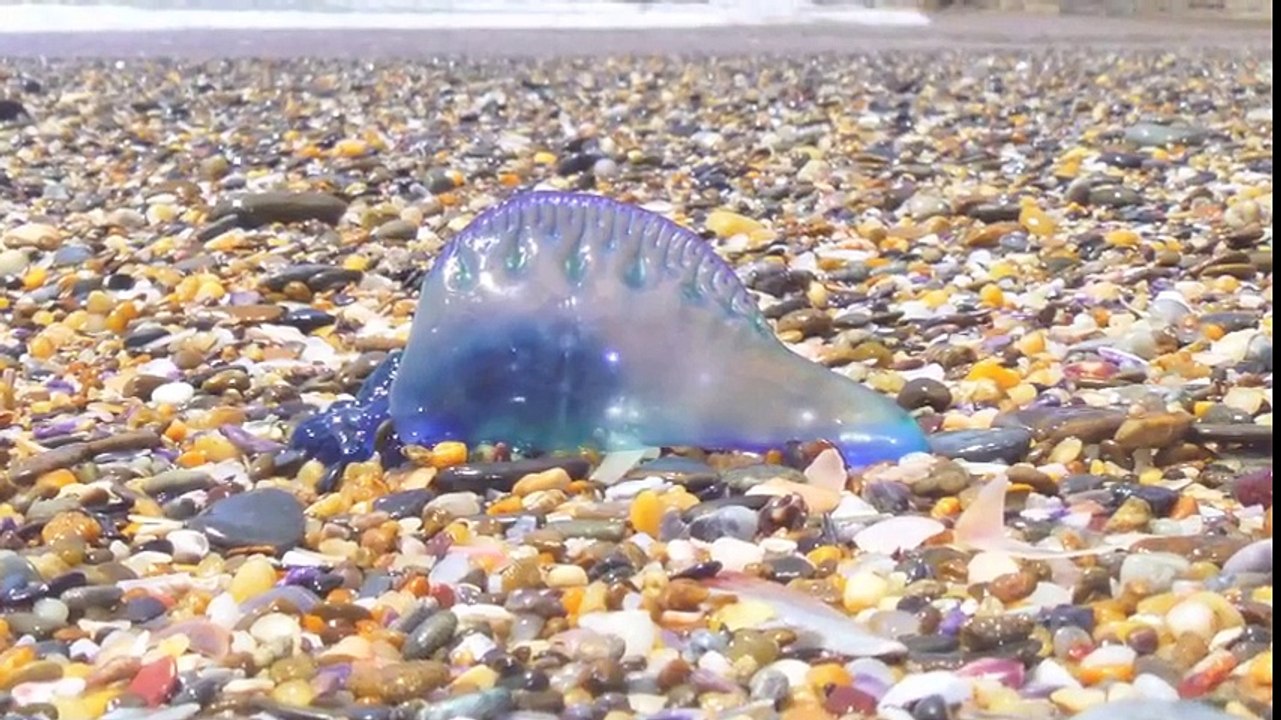 Cet animal mystérieux et magnifique s’appelle Blue Bottle Jellyfish - Méduse incroyable