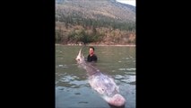 Il peche un monstre vieux de 30 ans de plus de 350kg dans une rivière canadien - Esturgeon geant