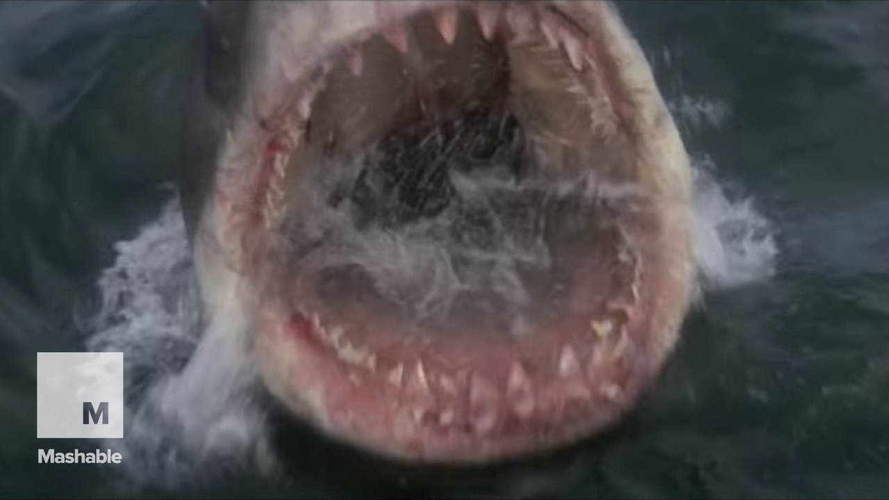 The ‘Jaws’ film made the book’s heroes into lovable shark food
