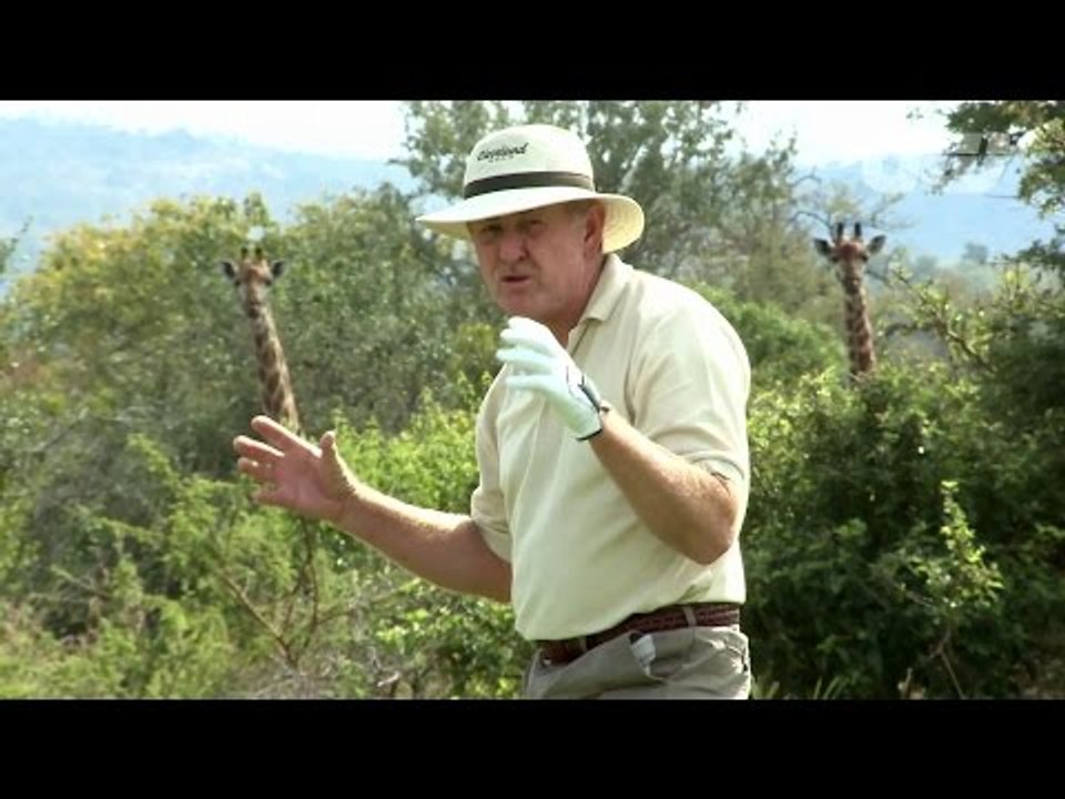 Bush Hacking with Tony Johnstone: Giraffe