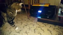 Cat Scares Itself While Attacking Printer