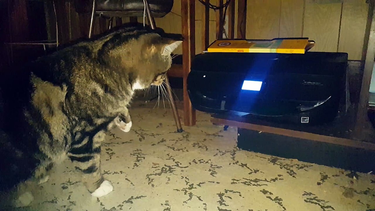 Cat attacks Picture Being Printed Long
