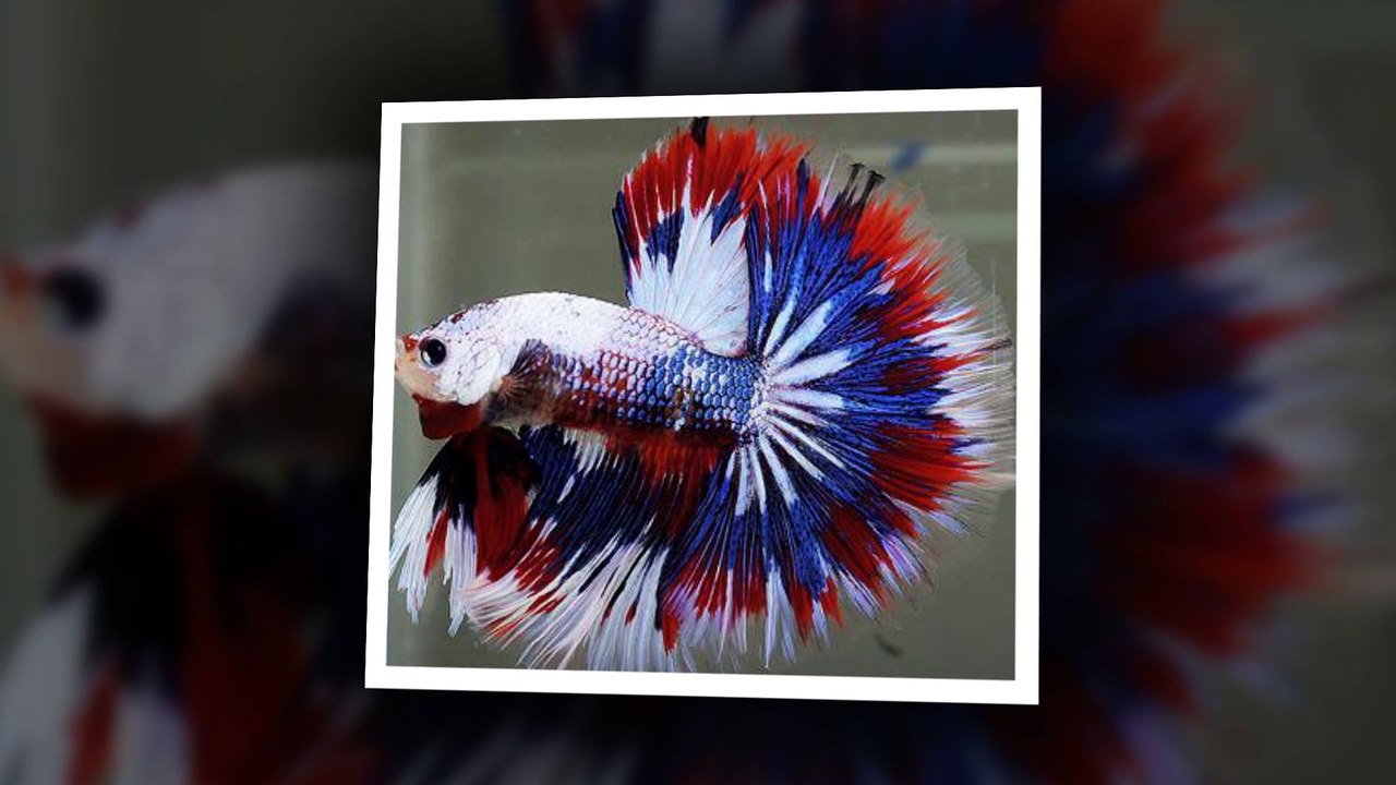 Halfmoon betta fishes. It's happy when watching them !