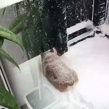 Sáng sớm mà có sẵn nguyên ổ bánh mì rắc đường kiểu này thì ngấy cả ngày :3...Có vẻ trời lạnh bà boss muốn thử độ dày mỡ nè :v