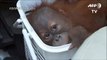 Baby orangutans rescued in Thai police sting[3]