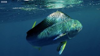 AWESOME Flying Fish Picked Off From Above And Below