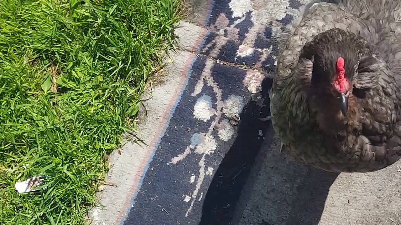 Chicken Jumps For Treat