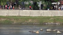 Carrera para salvar a cocodrilo indonesio atrapado en neumáticos