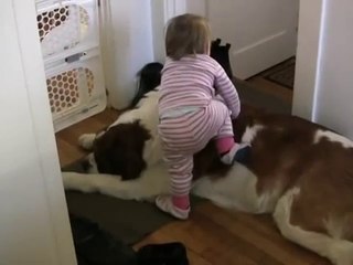 Toddler Tries Ride St. Bernard - (Dog Ain't Having It)