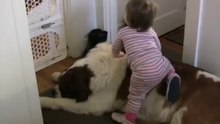Toddler Tries Ride St. Bernard - (Dog Ain't Hav