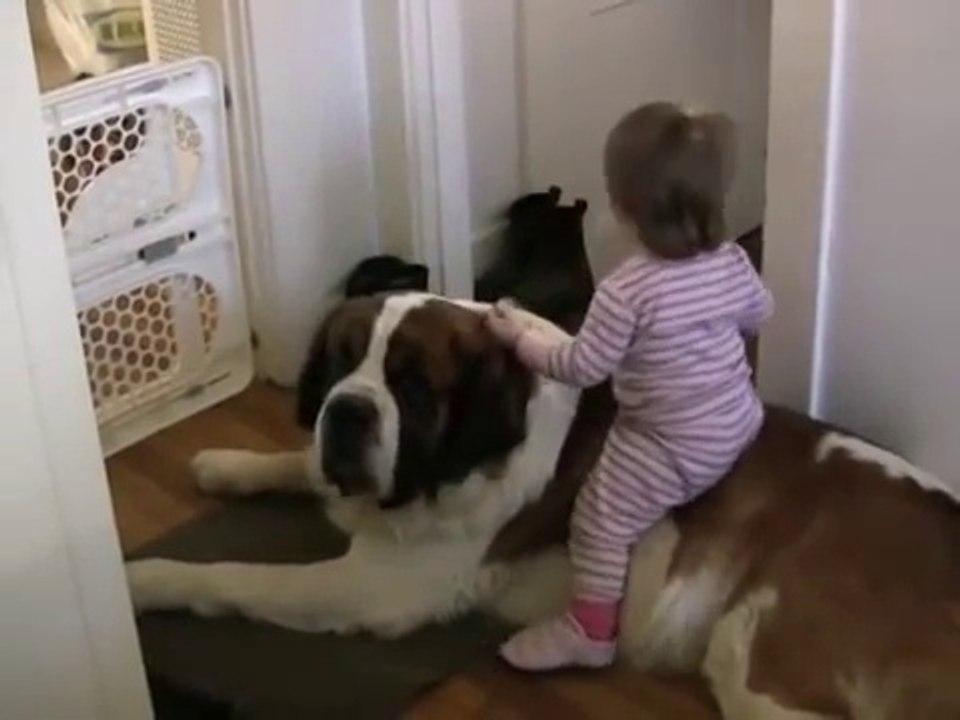 Toddler Tries Ride St. Bernard - (Dog Ain't Having It)