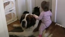 Toddler Tries Ride St. Bernard - (Dog Ain't Having It)