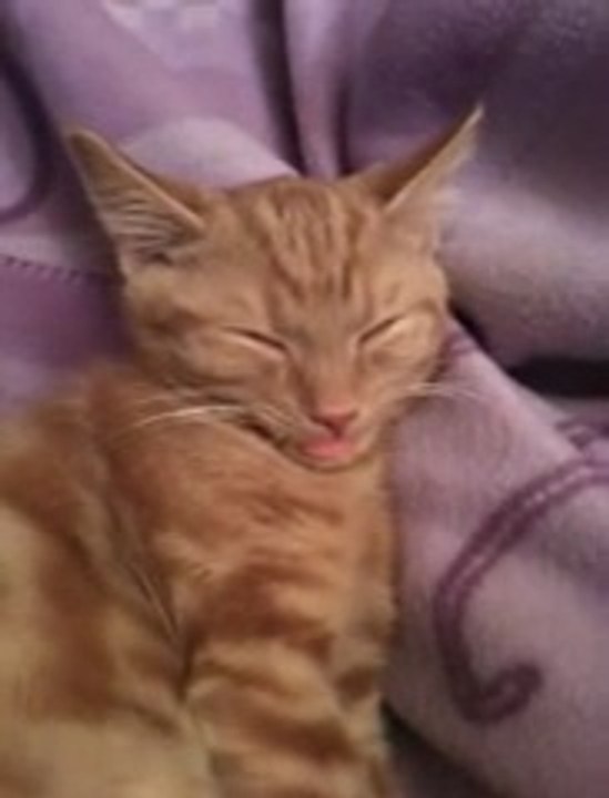 Cat's Cute Habit