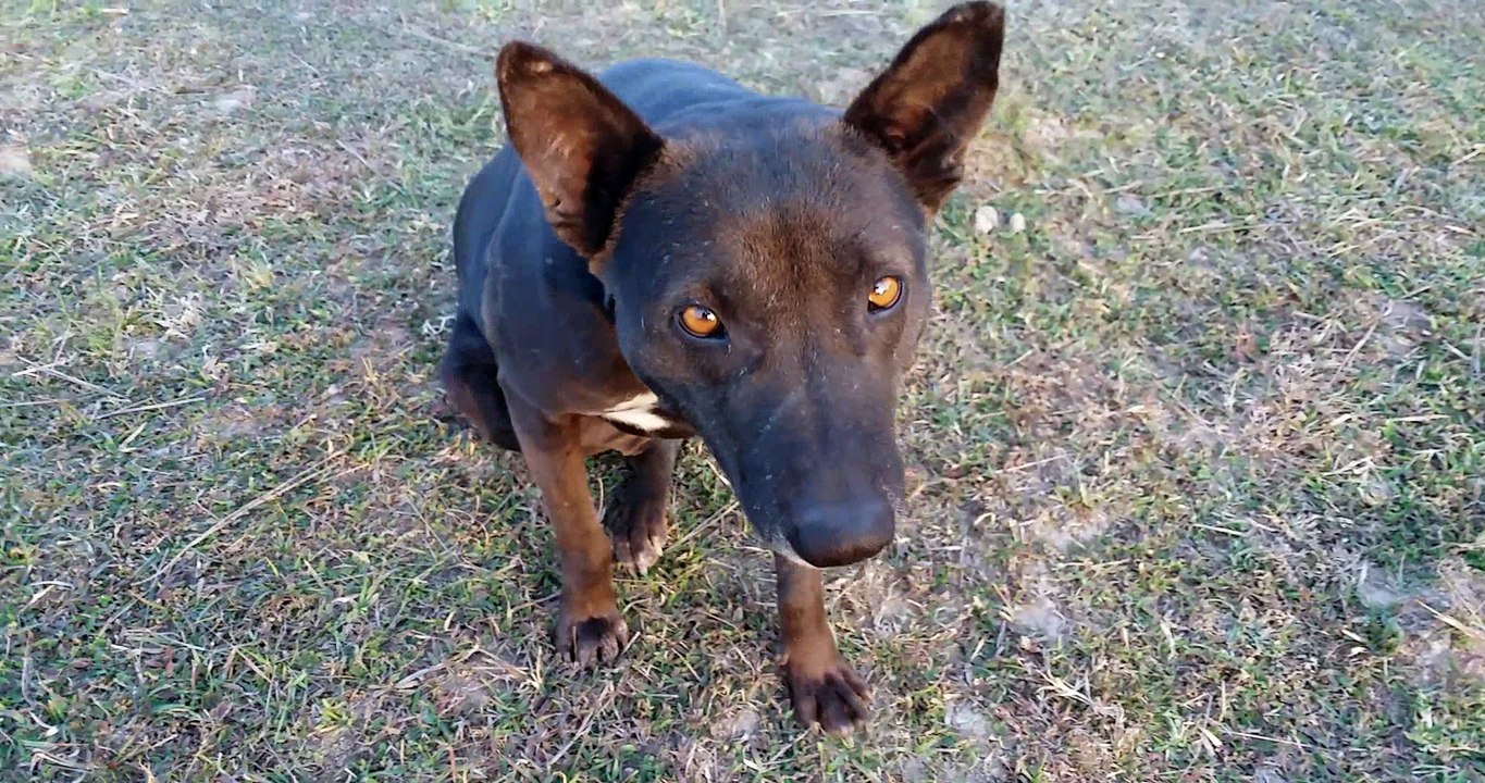 Street Dog Listen Come Sit Go Command - They are Really Amazing Please Do Not Hurt Them #Savestreet