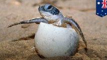 99% of north GBR sea turtles now female thanks to global warming