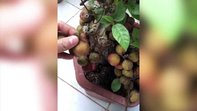 Hí hửng mua được cây sung cảnh vừa đẹp vừa rẻ, 9x đắng lòng phát hiện sự thật