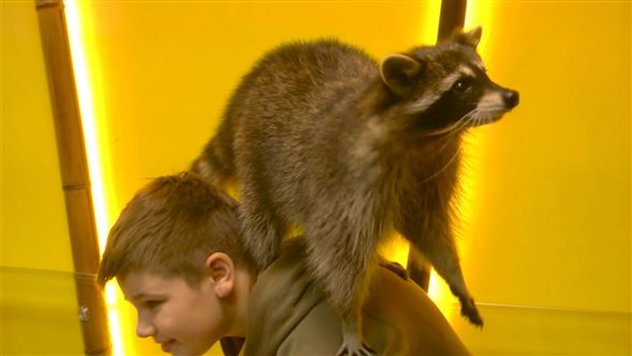 Quirlige Therapeuten: Mit Waschbären gegen Autismus