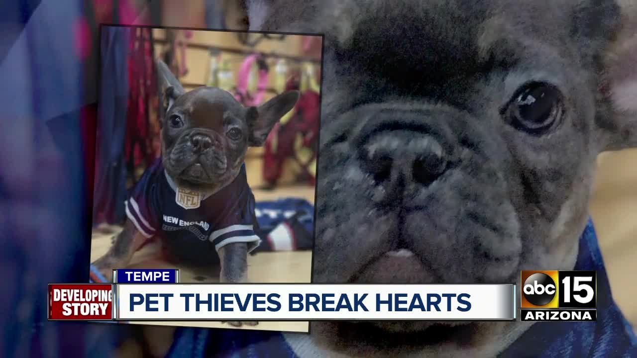 French bulldogs stolen from Tempe pet store