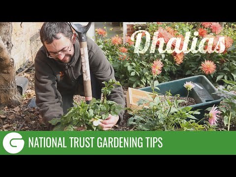 National Trust Gardening Tips: Dahlias