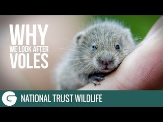 National Trust Wildlife: Why we look after Voles