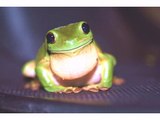 Happy Birthday! Funny Birthday Videos - Billy the Baby Bullfrog