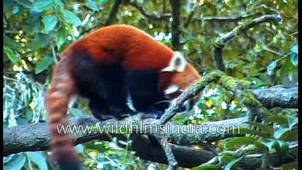 Kaziranga National Park - find Assam's finest wildlife here