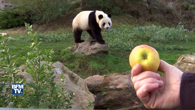 Yuan Meng, le bébé panda du zoo de Beauval sera présenté au public samedi