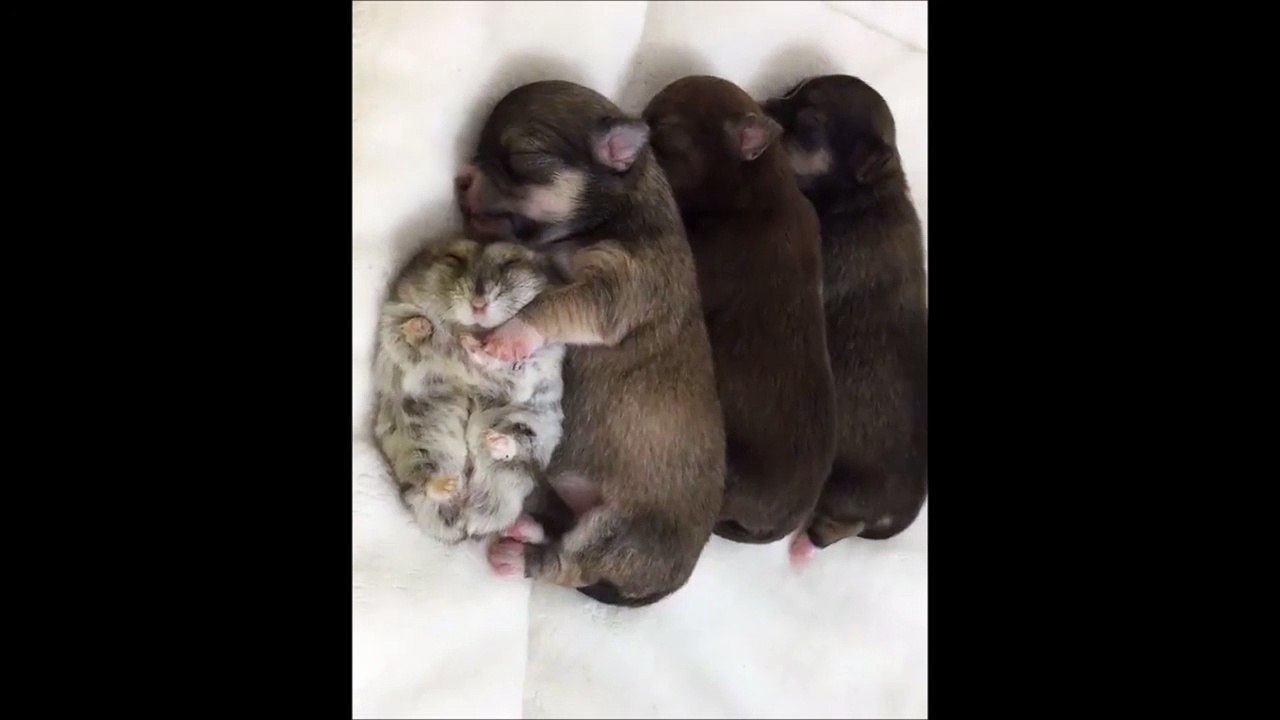 Un gros hamster fait dodo avec des chiots... Moment calin adorable