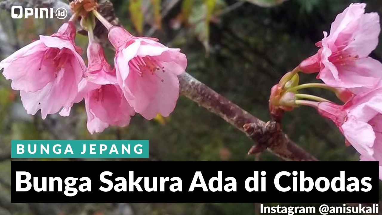 Sakura Ada di Cibodas