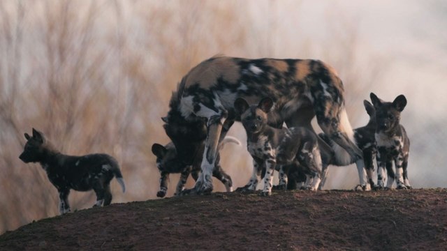 Première sortie des chiots sauvages d'Afrique du zoo de Chester
