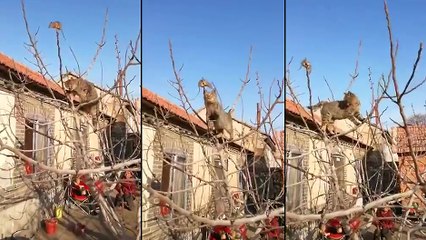 Un rat essaye d'échapper à un chat