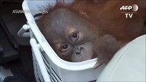 Baby orangutans rescued in Thai police s