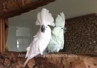 下载视频: Cockatoo Squawks at Reflection in Mirror