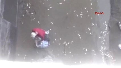 Zonguldak Hes Barajındaki Balık Ölümlerine İnceleme