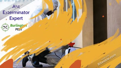 Pest Control Company Burlington | Burlington Pest