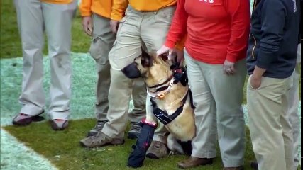 W Dog A Soldier's Best Friend - Pt 01