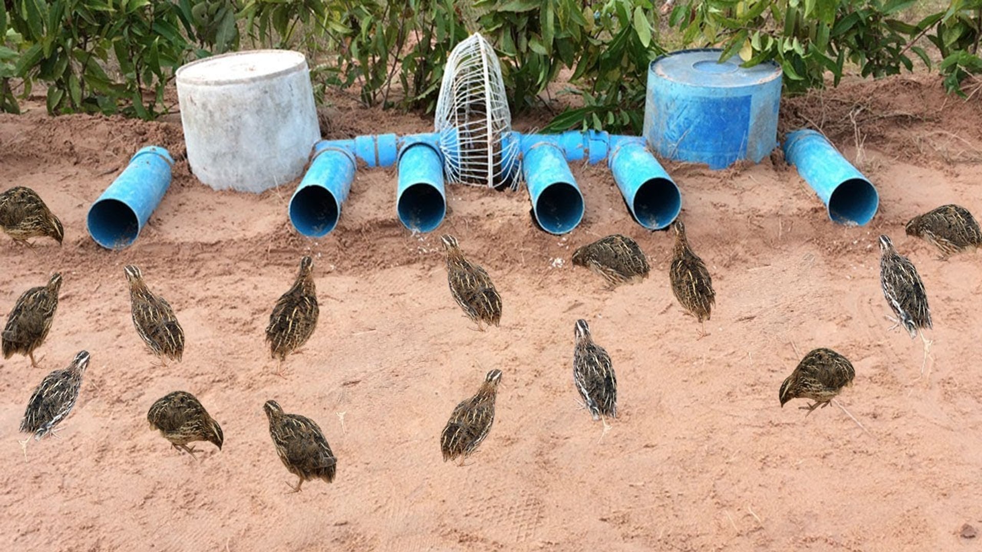 How to make a bird trap deals