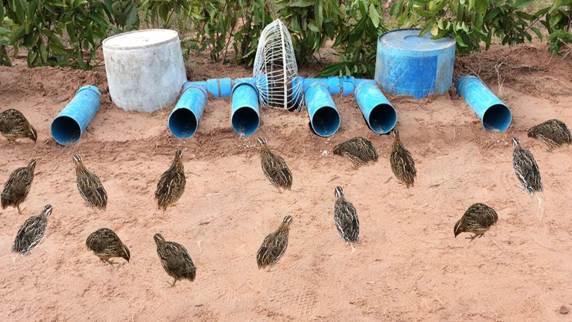 Awesome Quick Bird Trap Using Electric Fan Guard And PVC Pipe That Work  100% - video Dailymotion