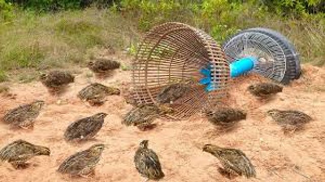 Awesome Quick Bird Trap Using Tire Car And PVC - How To Make Bird With Water Pipe Work 100%